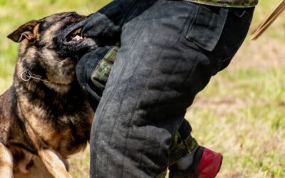 When a Dog Bite in Racine Becomes a Legal Case: What You Should Know